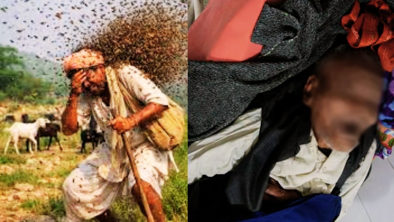 हमीरपुर: मधुमक्खियों के हमले से बुजुर्ग की दर्दनाक मौत